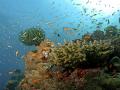 Coral reefs in the Andaman Islands (Image Source: Ritiks via Wikimedia Commons)