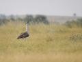 Great Indian Bustard, Rajasthan (Image Source: Saurabh Sawant via Wikimedia Commons)