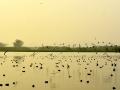 Okhla Bird Sanctuary, Noida (Image Source: Awankanch via Wikimedia Commons)