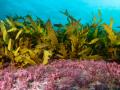 Kelp makes a beautiful canopy over an understory of calcareous red algae beneath the waves at Cape Solander in southern Sydney (Image: John Turnbull; Flickr Commons, CC BY-NC-SA 2.0 DEED)