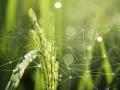 Agriculture IoT with rice field background (Image: Rawpixel)