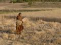 Woman harvesting wheat, Raisen district, Madhya Pradesh, India.(Image Source: © Yann Forget / Wikimedia Commons / CC-BY-SA)