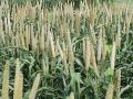 A Bajra field (Image Source: Wikimedia Commons)