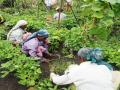 Farm women at work. Image for representation purposes only (Image Source: IWP Flickr photos)