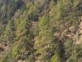 वृक्षों के आक्रामक प्रजातियों से मानव और वन को खतरा,Pc-चरखा फीचर