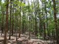 Carbon-dense tropical forests in India (Image: Needpix)