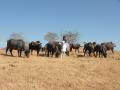 Maldharis grazing buffaloes (Image Source: A. J. T. Johnsingh, WWF-India and NCF via Wikimedia Commons)