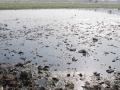 The polluted river Yamuna at Agra (Image Source: India Water Portal)