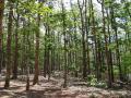 Carbon-dense tropical forests in India (Image Source: Needpix)