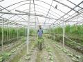 Drip irrigation in use (Image: IWMI Flickr)