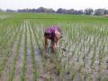 Paddy cultivation in India. Image for representation purposes only (Image Source: Pranamika Pathak via Wikimedia Commons)