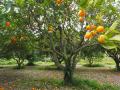 Examining orange growers' perceptions and strategies to mitigate drought impacts (Image: Needpix)