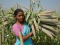 Building the resilience of women farmers (Image: ICRISAT, Flcikr Commons)