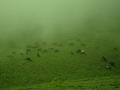 Cows grazing in a pastureland in Karnataka (Image Source: Pradeep Kumbhashi via Wikimedia Commons)