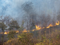 Climate change fuels devastating forest fires (Image: PDAG)