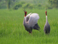 ग्रास लैंड बर्ड (फोटो साभार - natureinfocus.in)