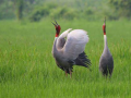 ग्रास लैंड बर्ड (फोटो साभार  - natureinfocus.in)