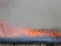 Stubble burning (Image: Wikimedia Commons)