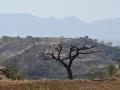 Disappearing trees over Indian farmlands (Image Source: WOTR)