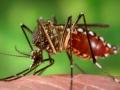 Aedes aegypti mosquito, the primary vector for Dengue (Source: James Gathany via Wikimedia Commons)