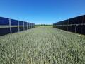 Agrivoltaic installation using vertical bifacial solar panels. Image for representation purposes only (Image Source: Marta Victoria via Wikimedia Commons)