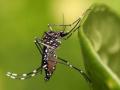 The dengue-causing Aedes aegypti mosquito (Source: Wikimedia Commons)