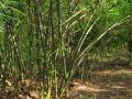 Bamboo can be used for eco-friendly products and social impact (Image: Wikimedia Commons)