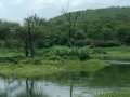 आर्द्रभूमियाँ - जैव विविधता का खजाना (स्रोत: आरती केलकर खंबेटे)