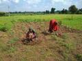 कुपोषण मिटाने पथरीली जमीन पर महिलाओं ने बहाया पसीना