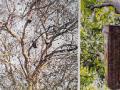 छत्रौल डीह गाँव में पेड़ पर लटकाए गए कृत्रिम घोंसले