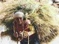 जंगल से चारा लाती बुजुर्ग महिला