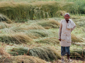  यूपी के किसानों को मिलेगी मुफ्त सिंचाई सुविधा,फोटो- flickerIndiawaterportal