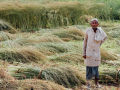 यूपी के किसानों को मिलेगी मुफ्त सिंचाई सुविधा,फोटो- flickerIndiawaterportal