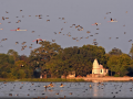 राजस्थान के उदयपुर जिले के मेनार गांव में धंध झील में पक्षियों का झुंड,फोटो-Special Arrangement