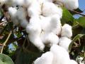 BT cotton