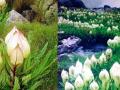 जलवायु परिवर्तन: खतरे में हिमालयी फूलों का सम्राट ‘‘ब्रह्मकमल’’।