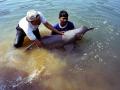 Dolphin India