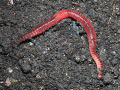 Earthworm