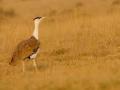 Great Indian Bustard