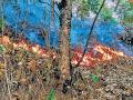 रविवार को पिथौरागढ़ के जंगलों में लगी भीषण आग से वन संपदा को भारी नुकसान