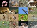 Indian biodiversity