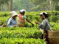 भारत के चाय के बागानों में महिलाओं की दयनीय स्थिति