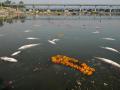 Yamuna river after immersion of sculptures