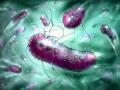 ई-कोलाई बैक्टीरिया से बढ़ता खतरा