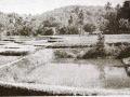 farm pond