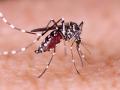ग्लोबल वार्मिग बना रहा डेंगू को वैश्विक रोग