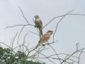गौरैया चिड़िया पर अब लुप्त होने का संकट मंडरा रहा है