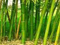 national bamboo mission jharkhand