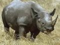 single horn rhino