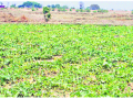 vegetable farming